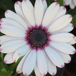 Meet your Posher, Micaela